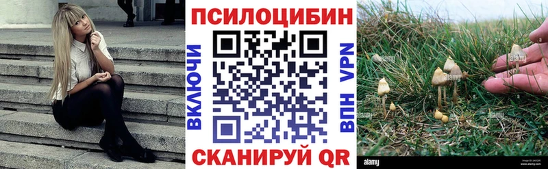 omg вход  Горячий Ключ  Псилоцибиновые грибы Psilocybine cubensis 